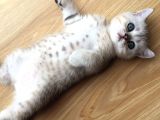 Scotish Strıght Tabby Ny22