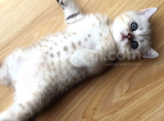 Scotish Strıght Tabby Ny22 görsel