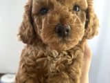 Anne Altından Sağlıklı Red Brown Toy Poodle Bebekler