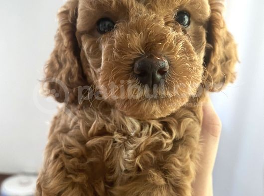 Anne Altından Sağlıklı Red Brown Toy Poodle Bebekler görsel