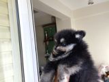 Pomeranian Dişi Yavrular