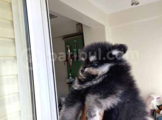 Pomeranian Dişi Yavrular görsel