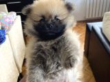 Pomeranian Yavru Ev Üretimi Dişi
