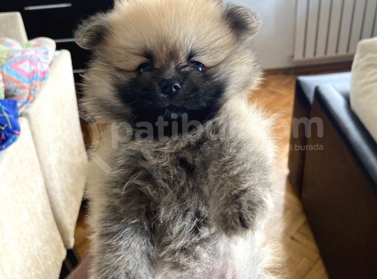 Pomeranian Yavru Ev Üretimi Dişi görsel