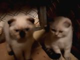Antalya Lara Scottish Fold Son Iki Dişi Bebek