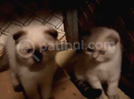 Antalya Lara Scottish Fold Son Iki Dişi Bebek görsel