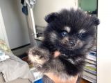 Ev Üretimi Pomeranian Dişiler