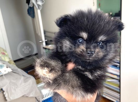 Ev Üretimi Pomeranian Dişiler