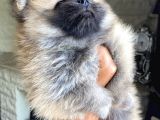 Pomeranian Yavru Ev Üretimi Dişi