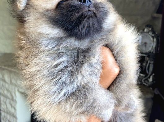Pomeranian Yavru Ev Üretimi Dişi görsel