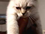 Antalya Lara Scottish Fold Son Iki Dişi Bebek