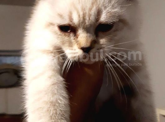 Antalya Lara Scottish Fold Son Iki Dişi Bebek