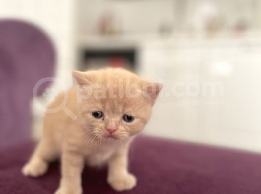 Sevimli Yavrularımız Yuvalarını Arıyor görsel