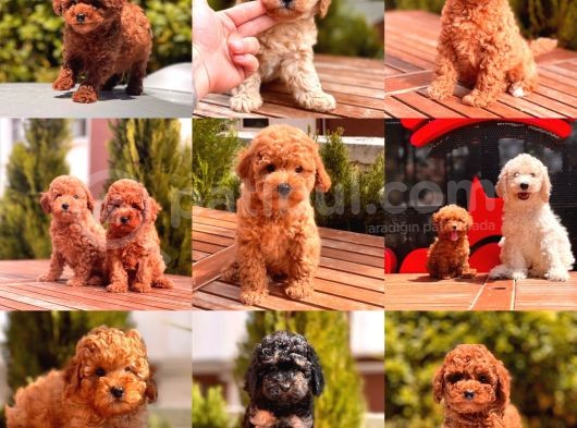 Toy Poodle Yavrular görsel