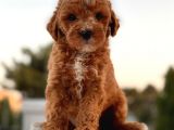 Red Brown Toy Poodle Yavrular