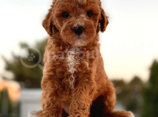 Red Brown Toy Poodle Yavrular görsel