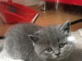 Acil Safkan Yavrular