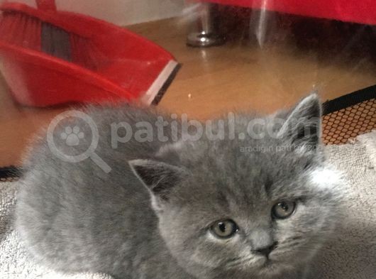 Acil Safkan Yavrular görsel