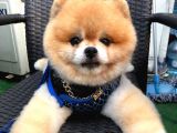 Scr Belgeli, Chipli, Irkının En Iyisi Pomeranian Boo
