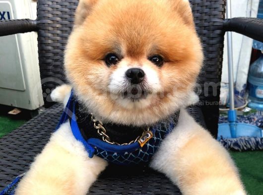 Scr Belgeli, Chipli, Irkının En Iyisi Pomeranian Boo