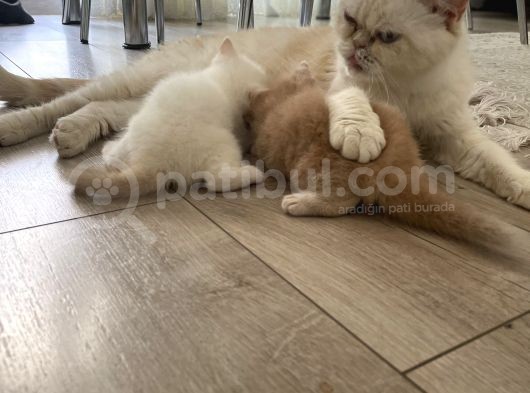 Sevimli Yavrularımız Yuvalarını Arıyor görsel