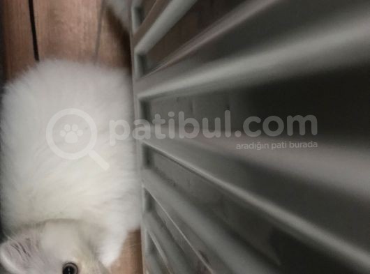 Yumuşacık Oğlum Son Bir Yavru Yetişen Alır