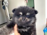 Ev Üretimi Pomeranian Dişiler