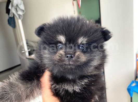 Ev Üretimi Pomeranian Dişiler görsel