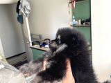 Ev Üretimi Pomeranian Dişiler