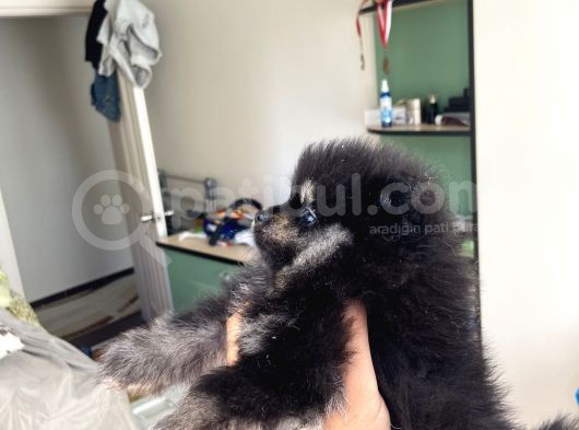 Ev Üretimi Pomeranian Dişiler görsel