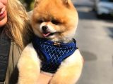 Scr Belgeli, Chipli, Irkının En Iyisi Pomeranian Boo