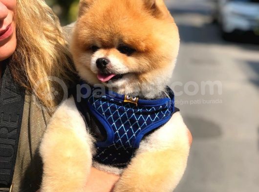 Scr Belgeli, Chipli, Irkının En Iyisi Pomeranian Boo görsel