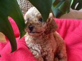 Anne Altından Sağlıklı Red Brown Toy Poodle Bebekler