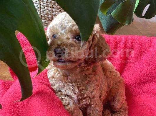 Anne Altından Sağlıklı Red Brown Toy Poodle Bebekler