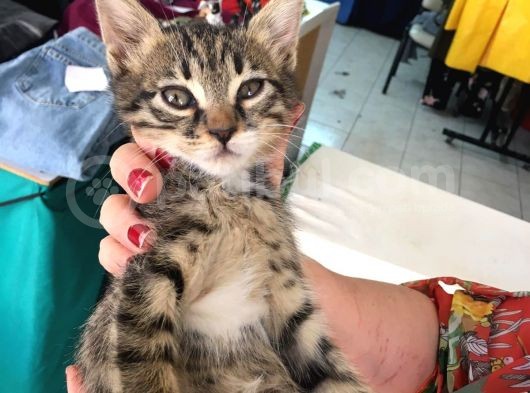 5 Yavru Kedi görsel