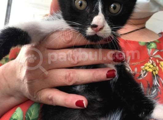5 Yavru Kedi görsel