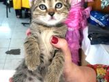 5 Yavru Kedi