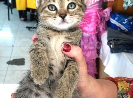 5 Yavru Kedi görsel