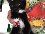 5 Yavru Kedi