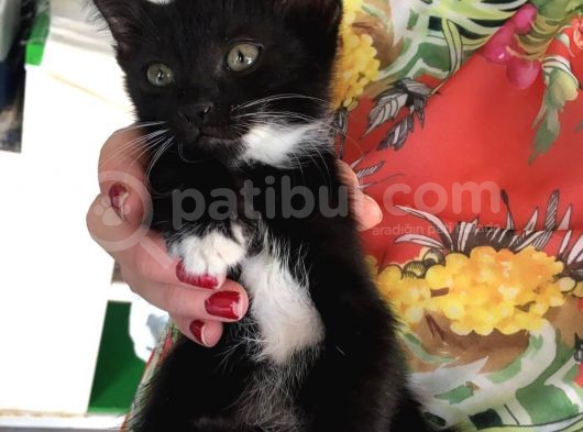 5 Yavru Kedi görsel