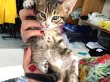 5 Yavru Kedi
