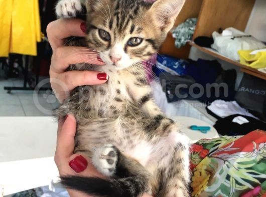 5 Yavru Kedi