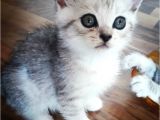 Scotish Fold Ve British  Silver Taby