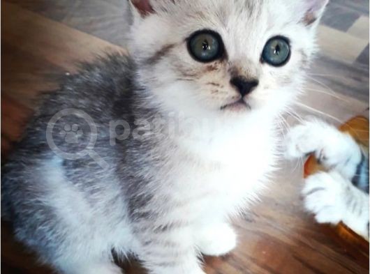 Scotish Fold Ve British  Silver Taby