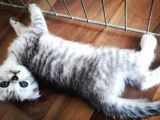 Scotish Fold Ve British  Silver Taby