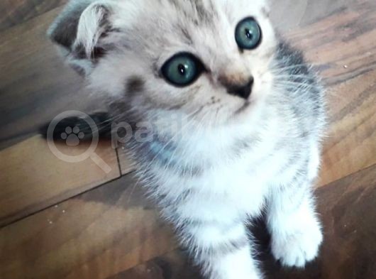 Scotish Fold Ve British  Silver Taby görsel