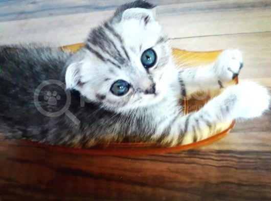 Scotish Fold Ve British  Silver Taby görsel