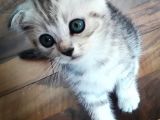 Scotish Fold Ve British  Silver Taby
