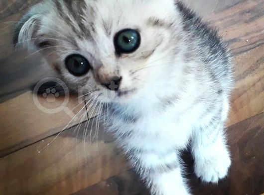 Scotish Fold Ve British  Silver Taby görsel