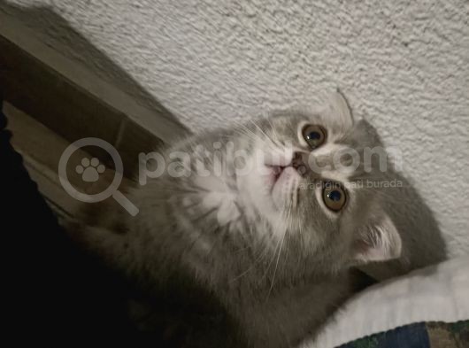 Küçük Bir Lady görsel